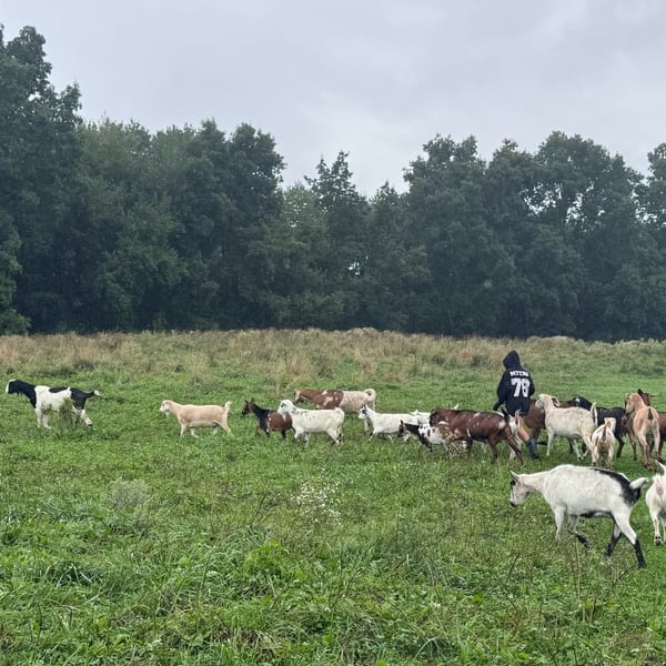 Goats at Blue Iris Farm