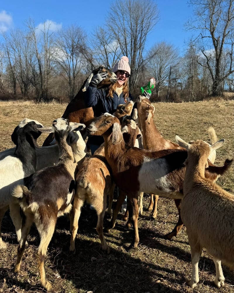 Animals and visitors at Blue Iris Farm