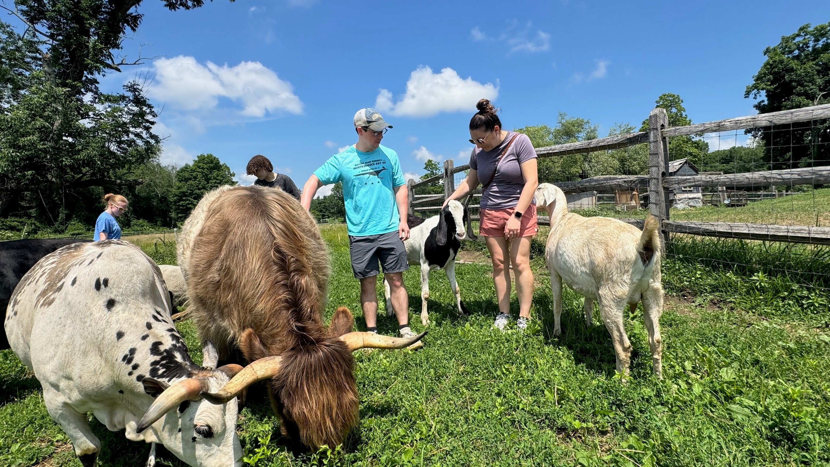 The Herd's Hello at Blue Iris Farm