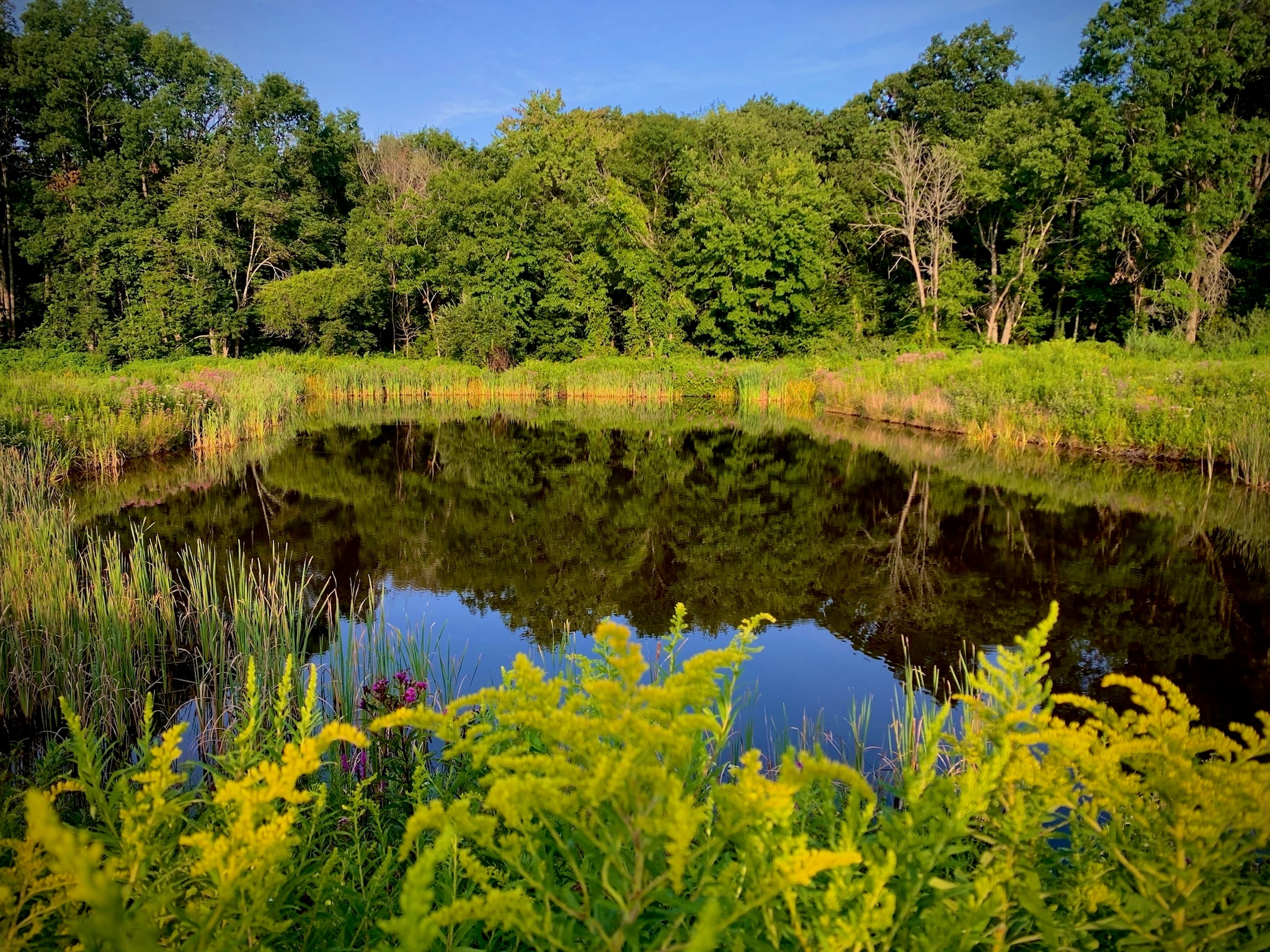 Wetland pond surrounded by forest trees