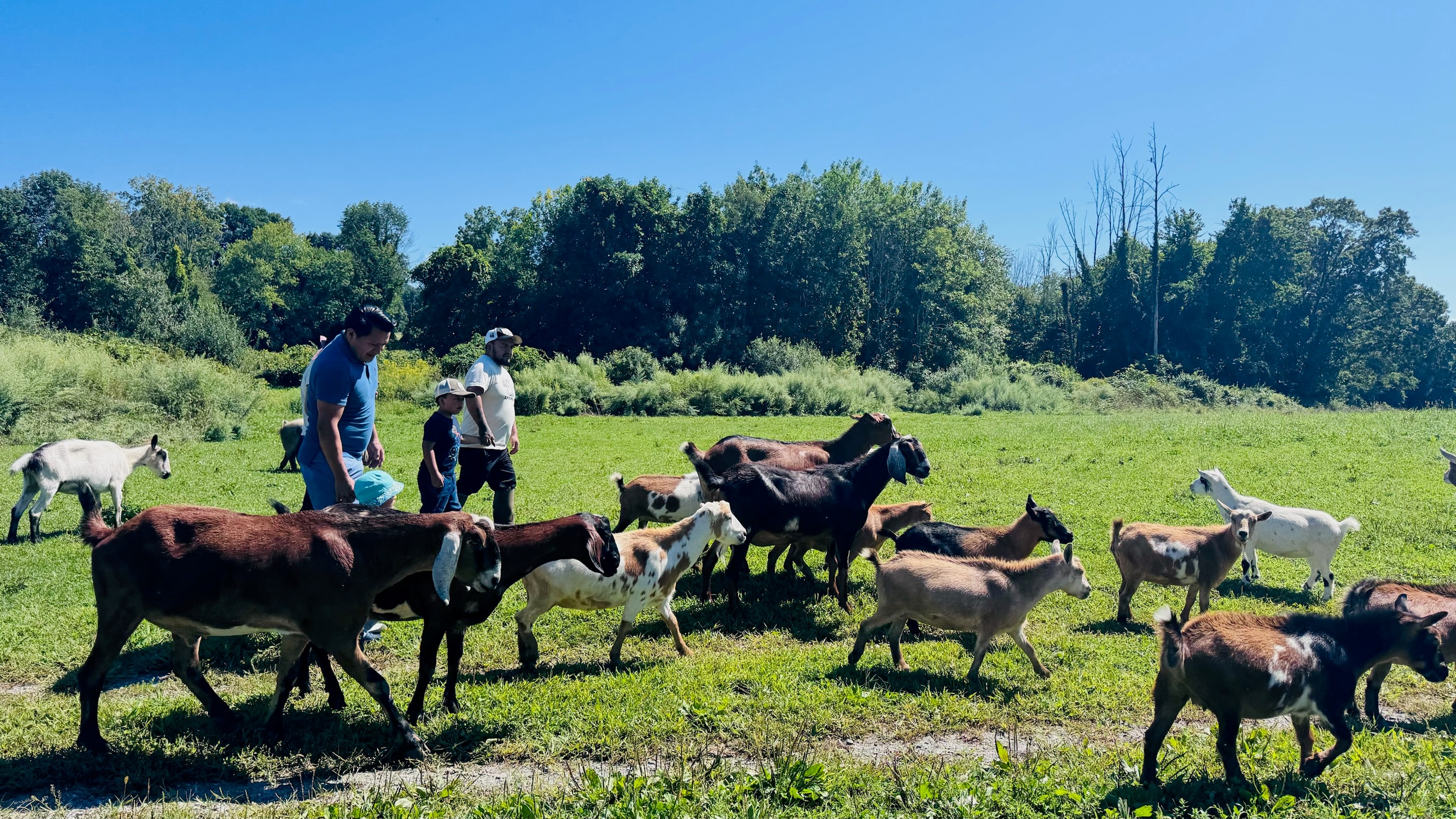 Farmers herding goats in pasture