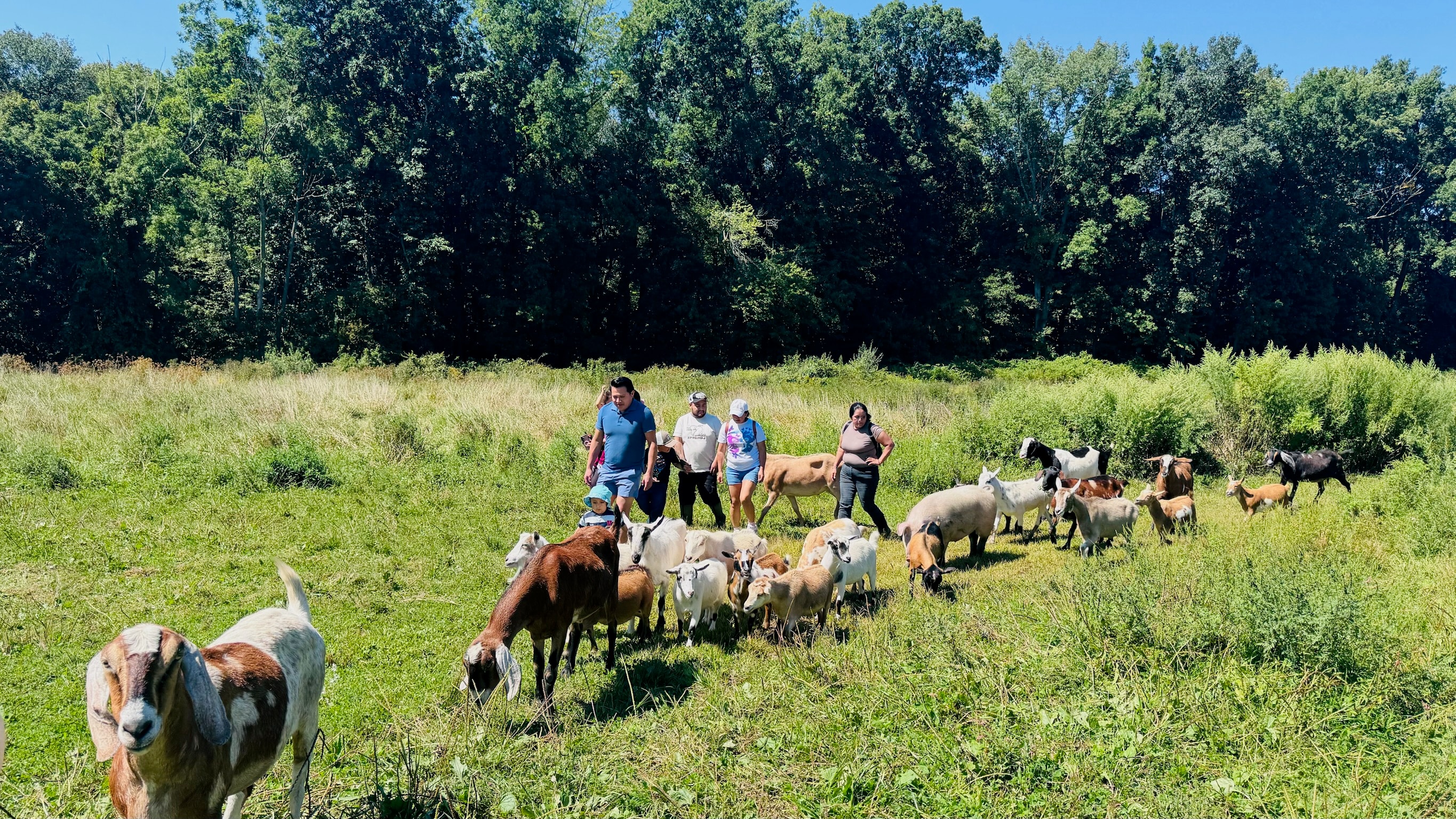People herding goats at Blue Iris Farm