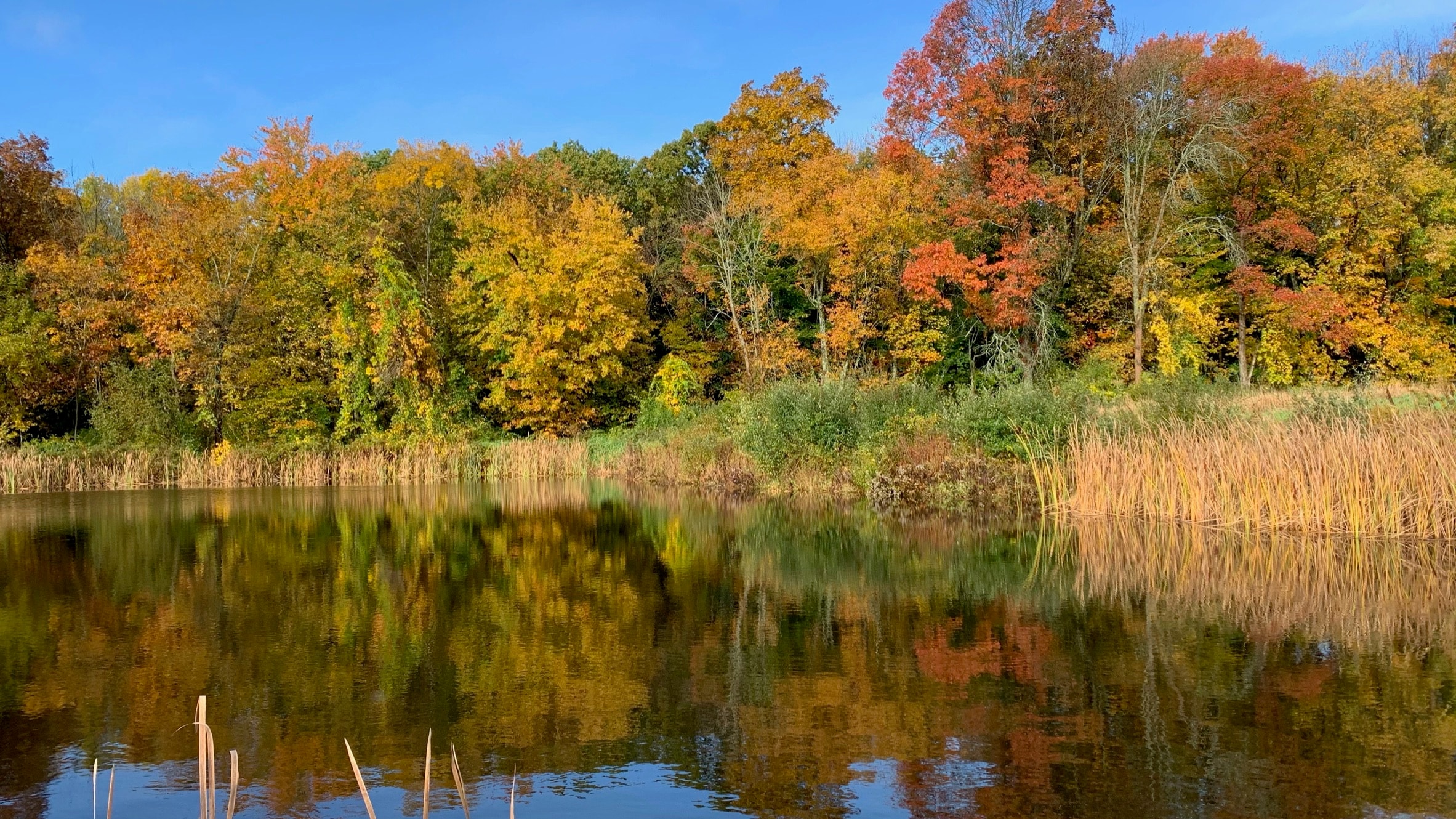Autumn at Blue Iris Farm