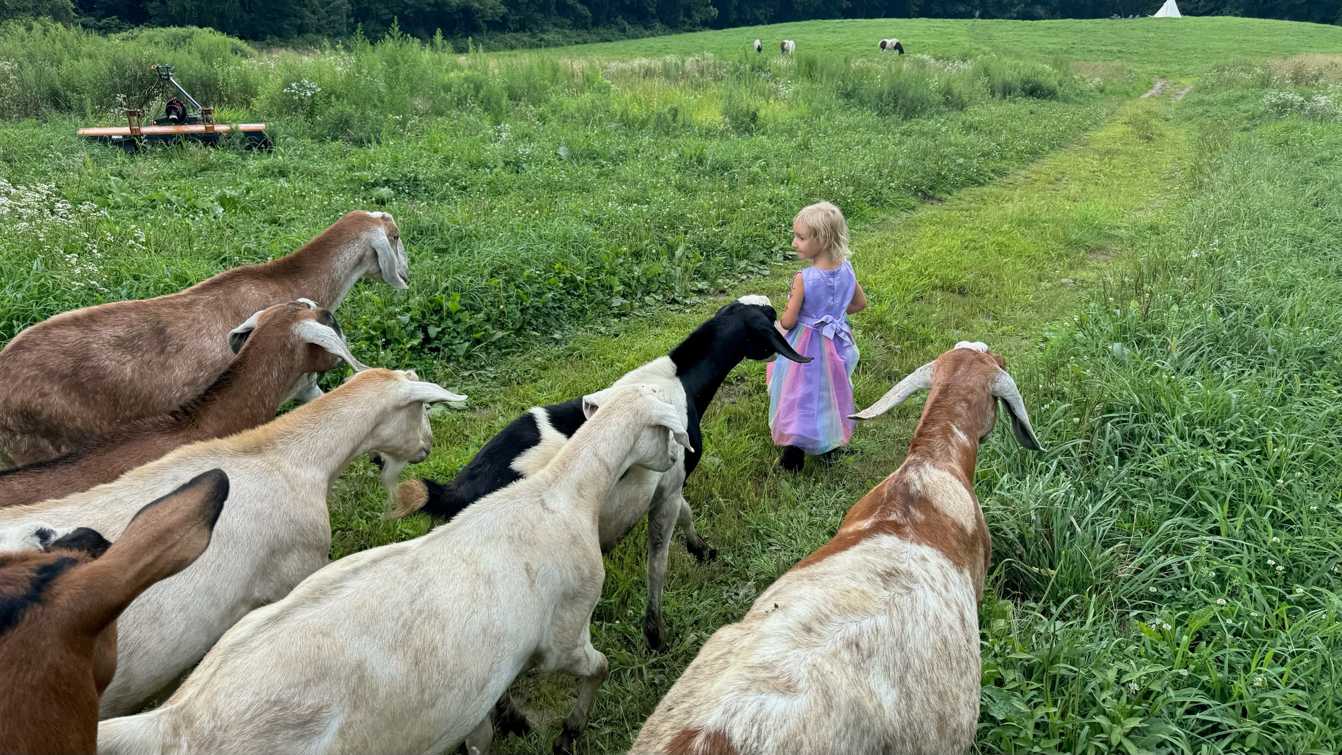 Child playing with goats at Blue Iris Farm