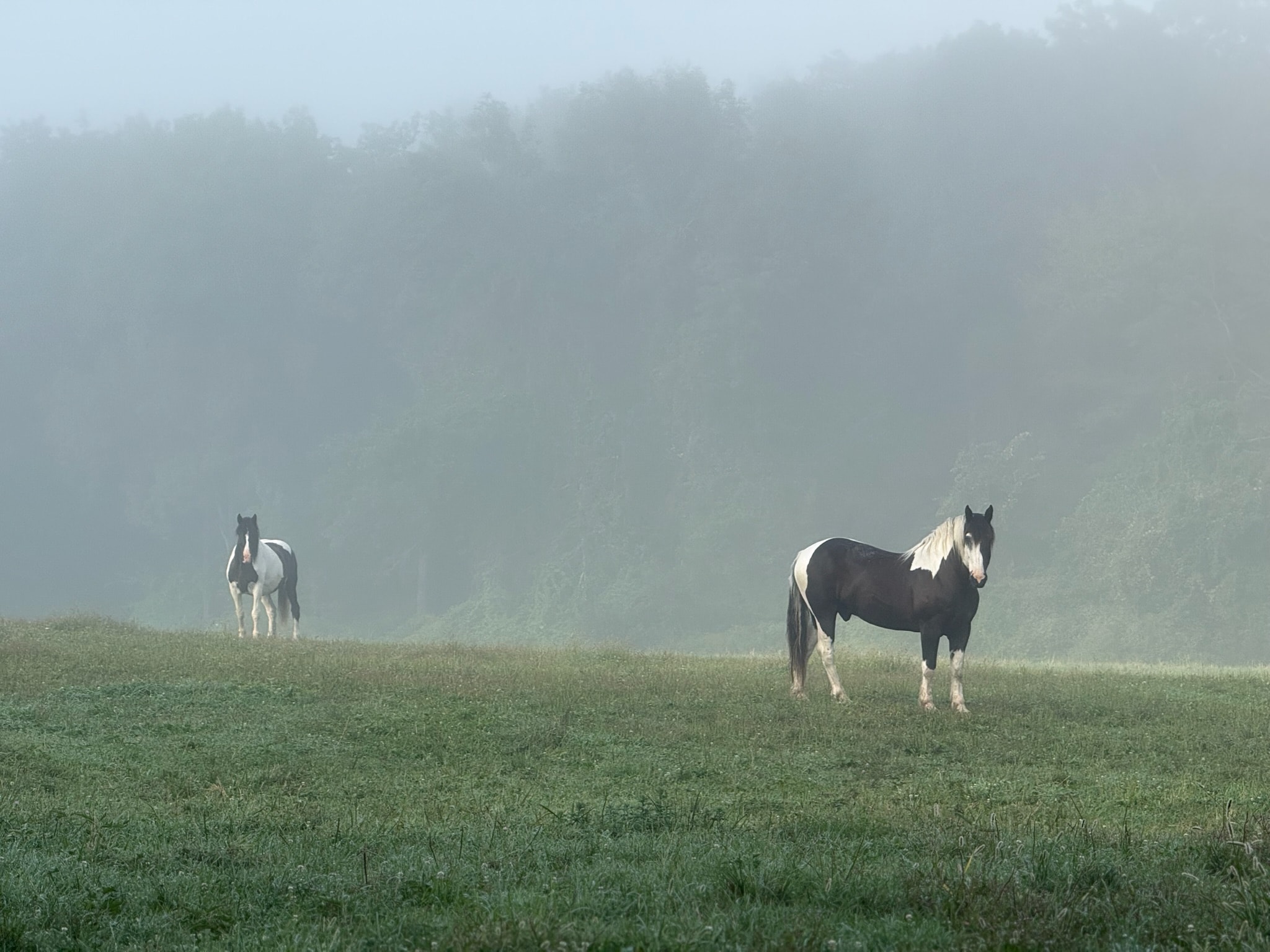 Horses grazing in a misty mountain meadow